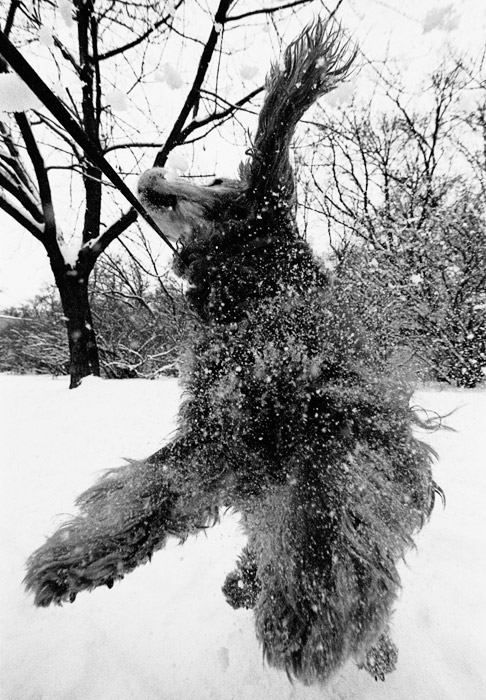 maddog: dogin\' the air