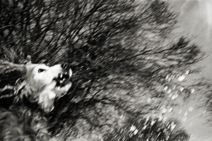 maddog: mad air
