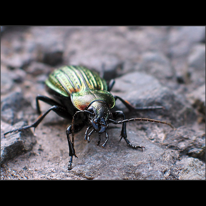Bohatier v jagavej zbroji