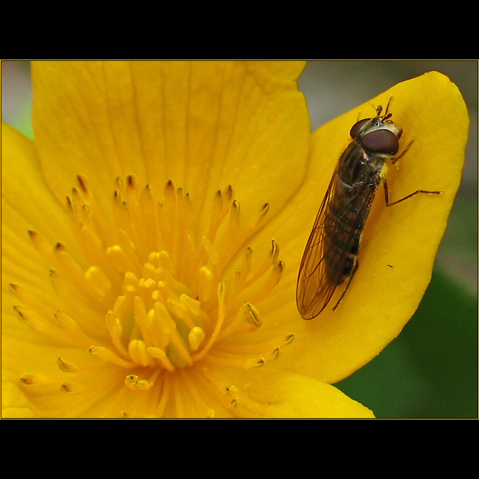 Muška jenom zlatá...
