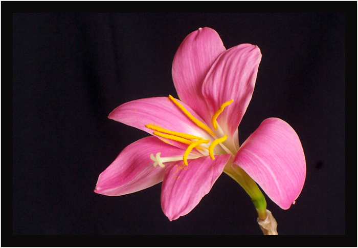 Zephyrantus