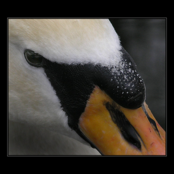 <b>... Labuť ...</b><br>