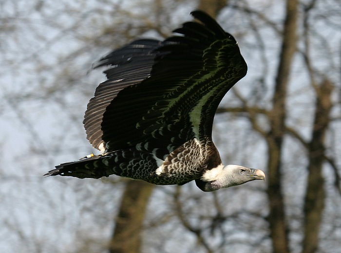 Ptáček