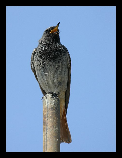 Ptáček zpěváček