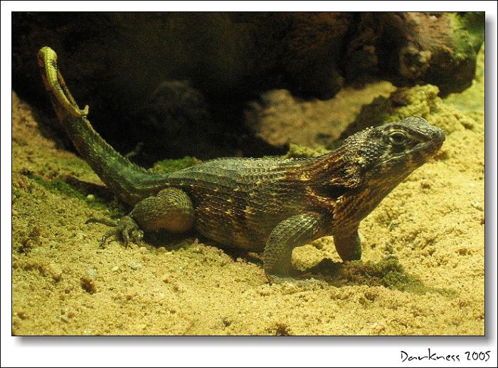 <b>Póza pro fotografa</b><br><i>Další kousek ze série Prehistorik</i>