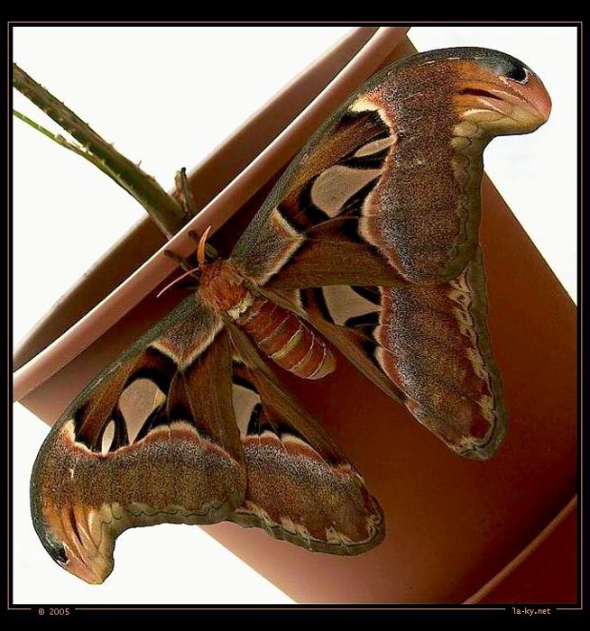 Attacus atlas