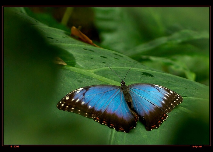 Morpho peleides