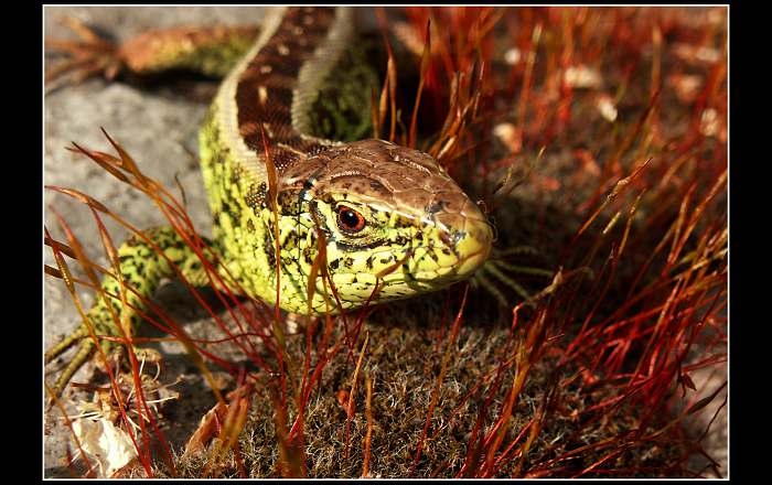První jarní slunění