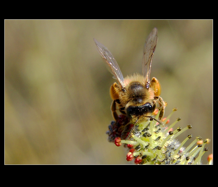 ...Jarní zběr pylu...