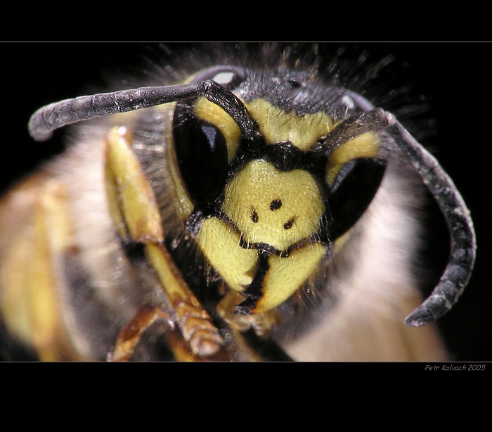 ... Tři pihy krásy ...