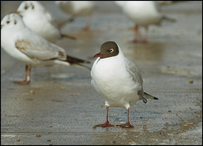 Racek (přepeřený)