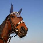 koňský portrétek