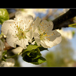  - - - primavera - - -