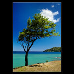 Strom se šlehačkou