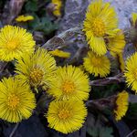 další jarní kvítí