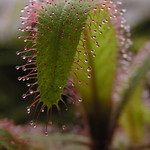 Masožravá Drosera adelae
