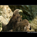 Orel chytající bronz