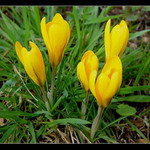 Sluníčka v trávě