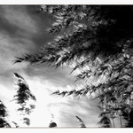 <b>jen tak I </b>