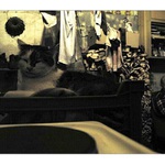 obycejny zivot (ctyrka) - kocka domaci