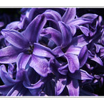 ...Modrá je dobrá...