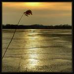 rozpuštěný - vypuštěný