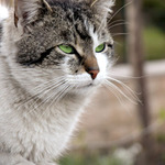 náš túlavý kocúr