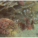 perutýn-smrtelná krása