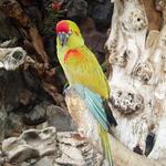 Barevný ptakofrajírek