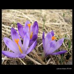 crocus