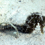 Pokus o dokonalé maskování :-)