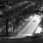 ...něco málo z lesa ...II.