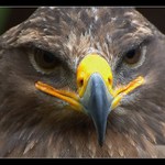 ..dáme si do zobáku, nebo ne?..