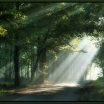 Světlo a stín lesa.