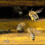 "... už to nesu ...."