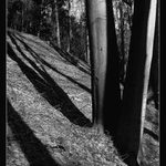 Stromy a stíny III.