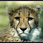 \"kočka , která pláče \"