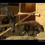 <i>..::</i>&nbsp;Nežer mi to, strejdo&nbsp;<i>::..</i><br>