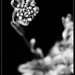 sonda