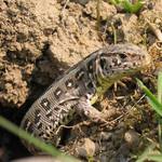 Co se děje v trávě