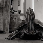 hele kamaráde,opravdu bych ho nedráždil ještěra...)))