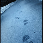 ..: <b> Stopy </b> :..