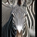 <b><font color=#666666>Závidíš mi ty pruhy, nebo proč na mě tak koukáš?<br>