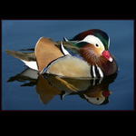 ...kacicka drevena...