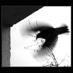 ...black angel...