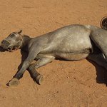 ty vole, to sem se zas přežral........