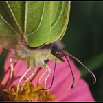 motýl z východních Čech