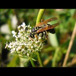 Což takhle dát si... <b><i>peľ</i> !!</b><br>