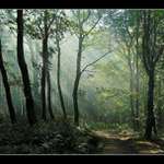 Tajemný les v Karpatech