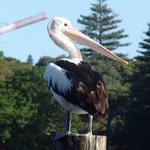 Copak na mě neustále vidíš